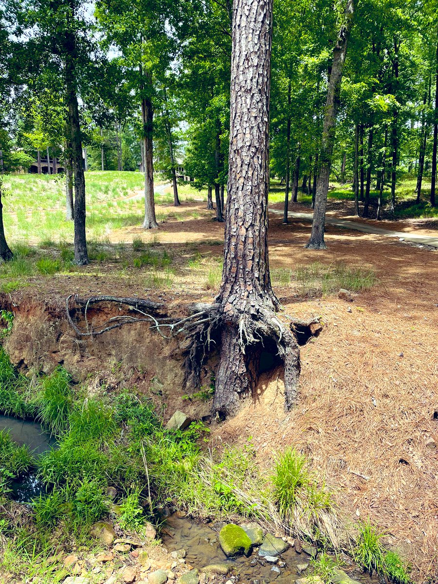 augustabulldawg's tweet photo. We can’t pick the soil we were born in, but that doesn’t mean we give up. This tree is on a golf course I play in Georgia. Its initial root system was compromised by a creek. It refused to give up, and had a second birth. If you are down, zoom in and dig deeper. 💪 #hopetree https://t.co/mGOxr3DbSx