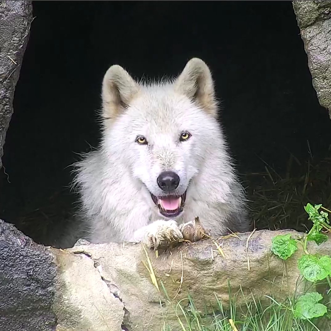 nywolforg's tweet photo. Rainy days are best spent with wolves! 🐺
Get cozy with the 30 wolves that call the Wolf Conservation Center home via live webcams→ https://t.co/s2xYhJHtKI
Or tune in on Twitch → https://t.co/7Om1WVqP6g

Visit @hdontap for more live animal cams! https://t.co/BK1hlVuk37