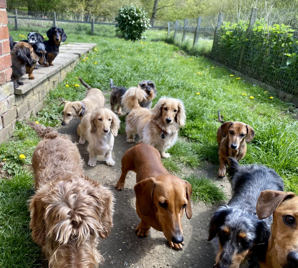SausageDogHotel's tweet image. Lining up for the early bird special this evening... #LetsEat #WhatsOnTheMenu #DinnerTime 🍽️