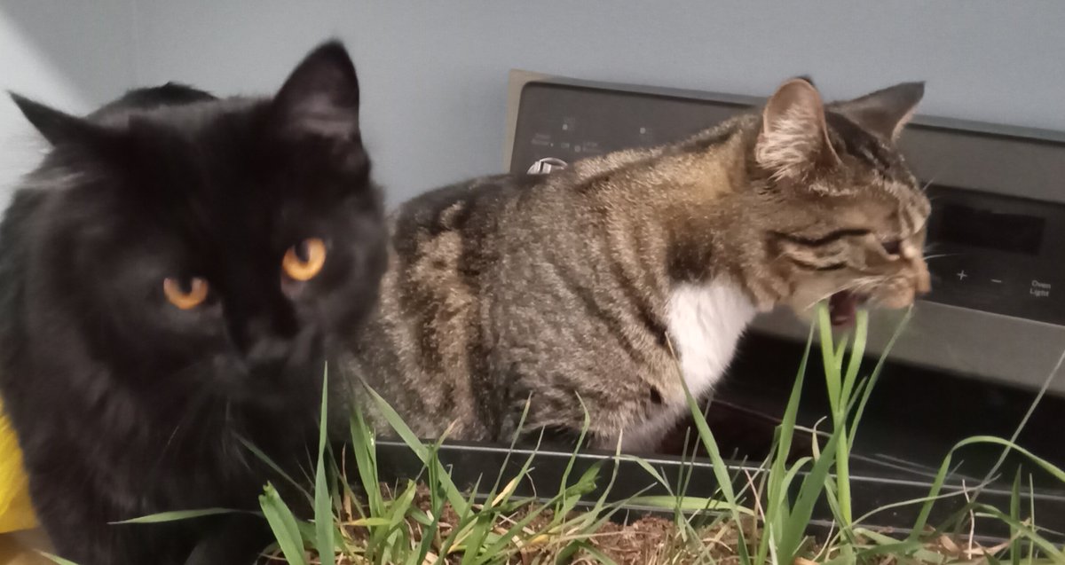 Miss Warcraft on Twitter "At my sisters I transplanted some crab grass