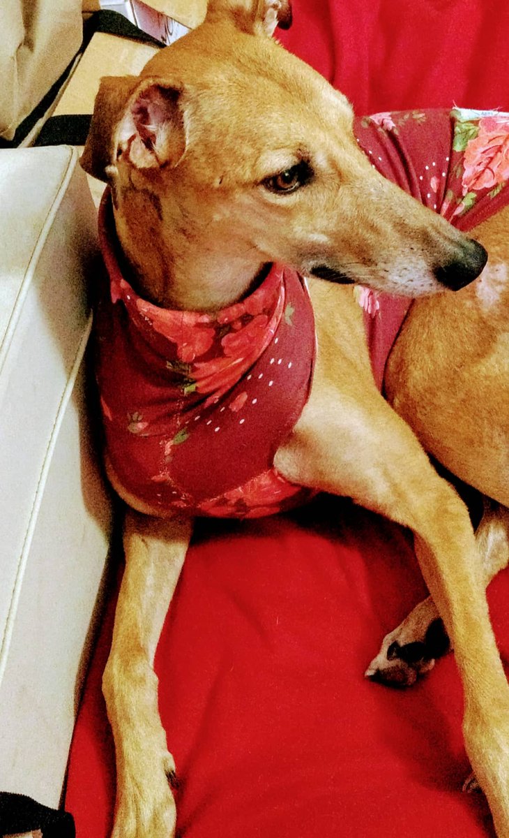 EdbertoIbarra's tweet photo. #SabadoEnTN @todonoticias Ella es mí galga rescatada "Tita". Feliz día del aminal. #noalascarrerasdegalgos https://t.co/WfUzFNhEcS