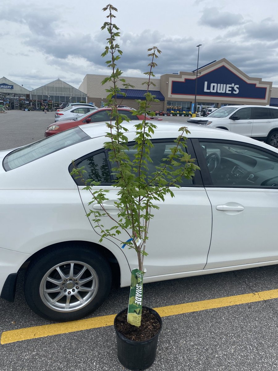 vtarborist's tweet photo. 😂I just went to Lowe’s and bought the crappiest red maple they had on the lot to use in the final exam of my Arboriculture course on Monday to quiz the students on the features of bad nursery stock. Unfortunately, Lowe’s had plenty to choose from. 😟 https://t.co/IzkT9bvdiX