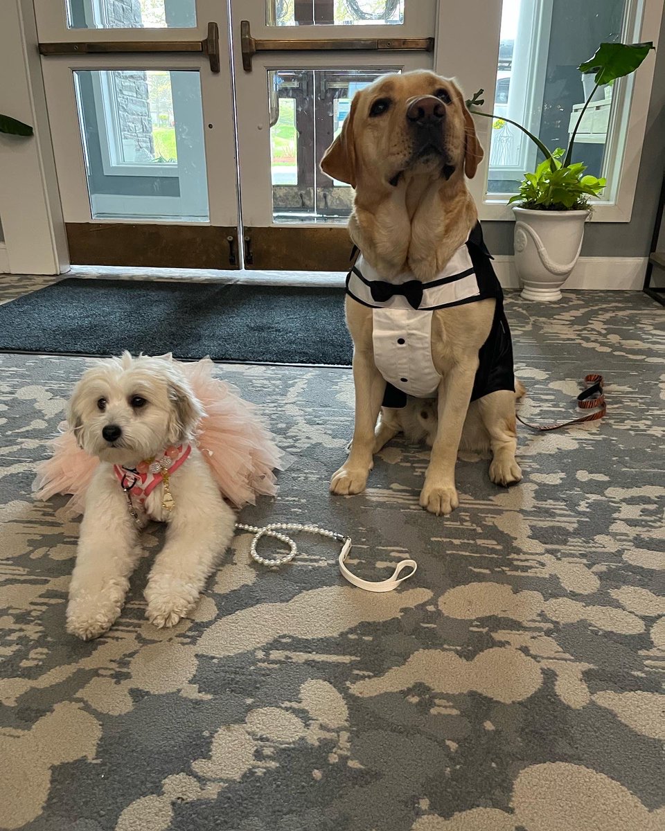 DrTTurner's tweet photo. Archie and Sookie are prom ready! ⁦@Littleton_HS⁩ ⁦@MsFeudo⁩ https://t.co/sarfdnYVEP
