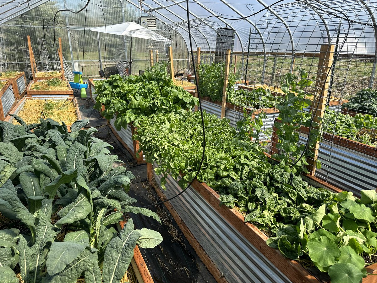 OwenBenjamin's tweet photo. It’s incredible how fast food grows. 
That’s why I’ve shared this whole process with you so you can see the speed of it.
There is no scarcity in nature. https://t.co/4Y5kATv4QJ