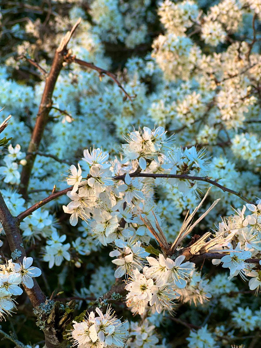 Malavikasreeni's tweet photo. Springing into new hopes !!
#springitis
#newlifenewhope
#CherryBlossom https://t.co/CQNbsHbYqs