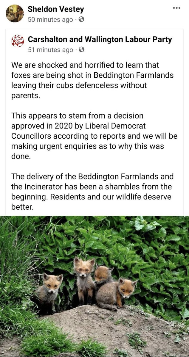 SafferTheGaffer's tweet photo. My thanks to @LabourSuttonCen @SuttonCheamCLP for breaking council rank &amp; supporting the wildlife in our borough. Without individual councillors holding Sutton Council accountable we are powerless. So again, thank you &amp; @SuttonLibDems clean up your corruption. https://t.co/PH7q5EUdoj