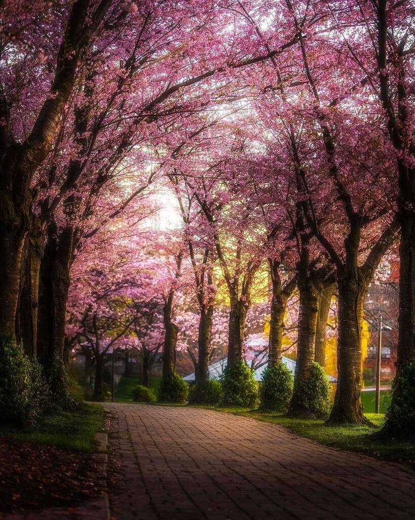 The essence of spring! 🌸
.
Spencer Smith Park (Burlington)
Bayfront Park (Hamilton)
Dundas Valley (Hamilton)
Floral Showhouse (Niagara Falls)
My old backyard (Stoney Creek)
.
.
.
#tree_magic #tree_brilliance #tree_captures #planetearth #tree_shotz #t… instagr.am/p/CromyX_OsBx/