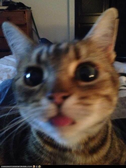 txt as cats ! tweet media
