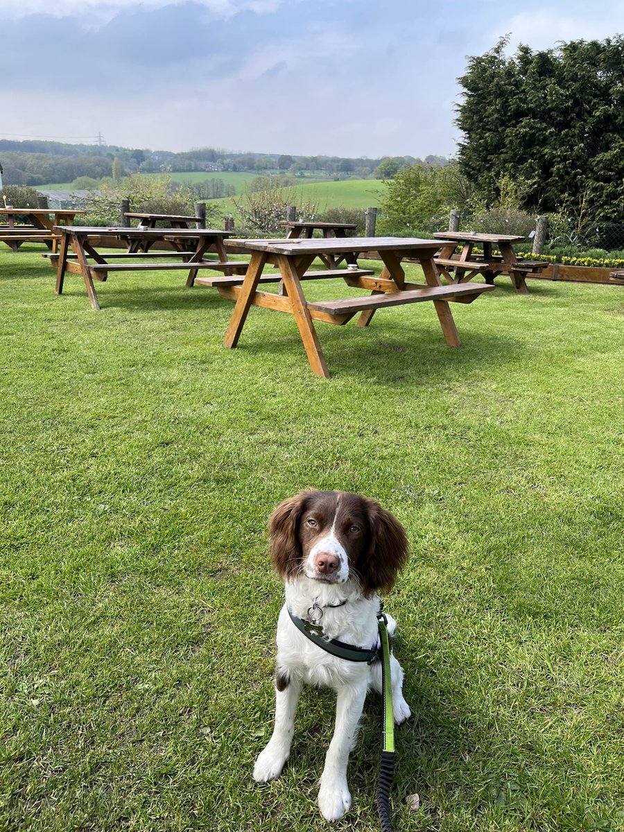 jay1703's tweet photo. What a view 🐶💙 https://t.co/OV0b6fD2Qu