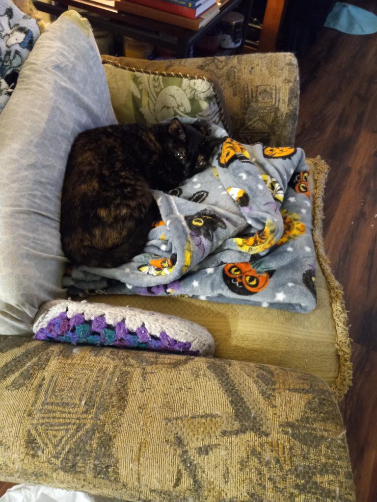 SRose5494's tweet photo. @tobythetabby5 This is Dorothy and Toto and we are from Texas. https://t.co/Luv6nDIbup
