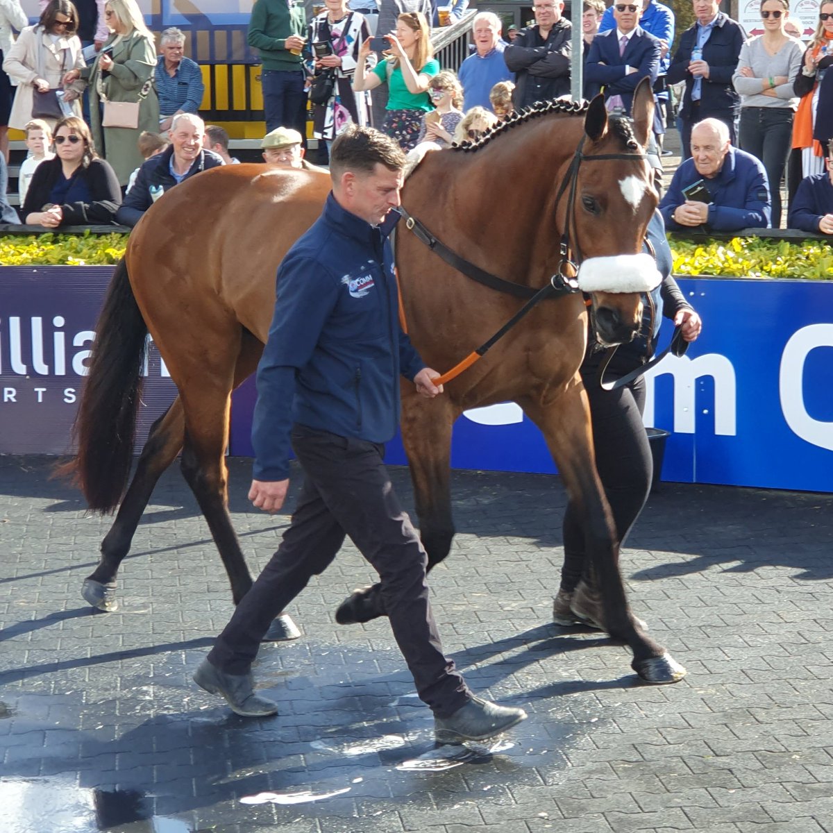baraddur's tweet photo. Tiger Roll still looks great at @punchestownrace https://t.co/gwV9pR1qc0