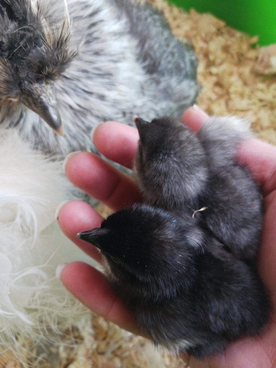 Students took 44 eggs from their partner farm and placed 22 in the incubator and 22 under 4 broody hens. Their investigation is comparing hatch rates in nature with man-made monitored conditions. Hatching is starting! #aklearns #agricultureintheclassroom #pbl #akedchat