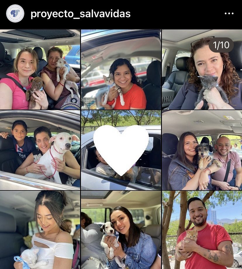 DorinaDL's tweet photo. Un sábado más de Proyecto Salva  Vidas 🥹💙 
Cada vez son más las personas que eligen adoptar y no a comprar mascotas 🫶🏻🥹Siempre siempre ADOPTA, hay muchos más  gatitos y perritos que merecen una oportunidad de conocer el amor de una familia💙🥹 https://t.co/8ZfYdbMQb0