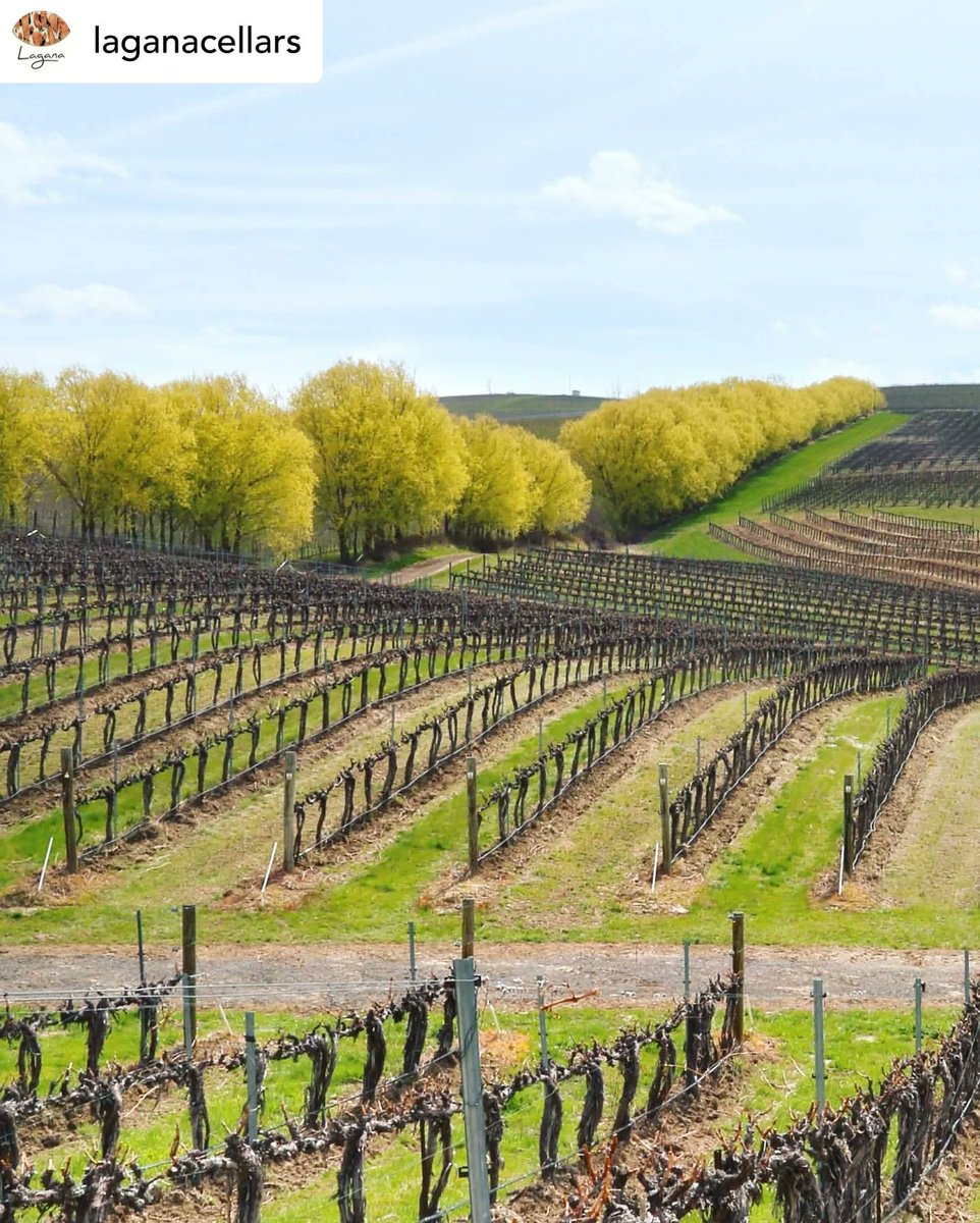 Spring has officially sprung in the Walla Walla Valley! #WeekendVines 

#WallaWallaWine #WallaWallaValleyWineMonth 

📷  <a href="/LaganaCellars/">Lagana Cellars</a>