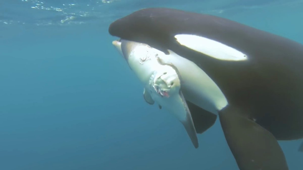You_For_Animal's tweet photo. Water covers more than 70% of the Earth's surface and is home to an incredibly diverse array of creatures. From the tiniest plankton to the largest whales, aquatic animals come in all shapes and sizes and play important roles in our planet's ecosystems.

https://t.co/q4nUw8oOaD https://t.co/987nCzbJhb