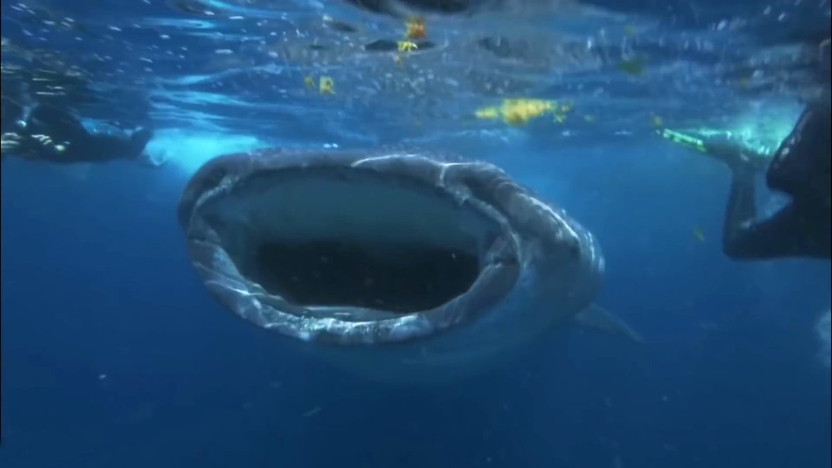 You_For_Animal's tweet photo. Water covers more than 70% of the Earth's surface and is home to an incredibly diverse array of creatures. From the tiniest plankton to the largest whales, aquatic animals come in all shapes and sizes and play important roles in our planet's ecosystems.

https://t.co/q4nUw8oOaD https://t.co/987nCzbJhb