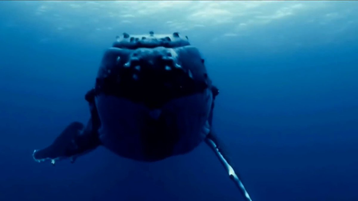 You_For_Animal's tweet photo. Water covers more than 70% of the Earth's surface and is home to an incredibly diverse array of creatures. From the tiniest plankton to the largest whales, aquatic animals come in all shapes and sizes and play important roles in our planet's ecosystems.

https://t.co/q4nUw8oOaD https://t.co/987nCzbJhb