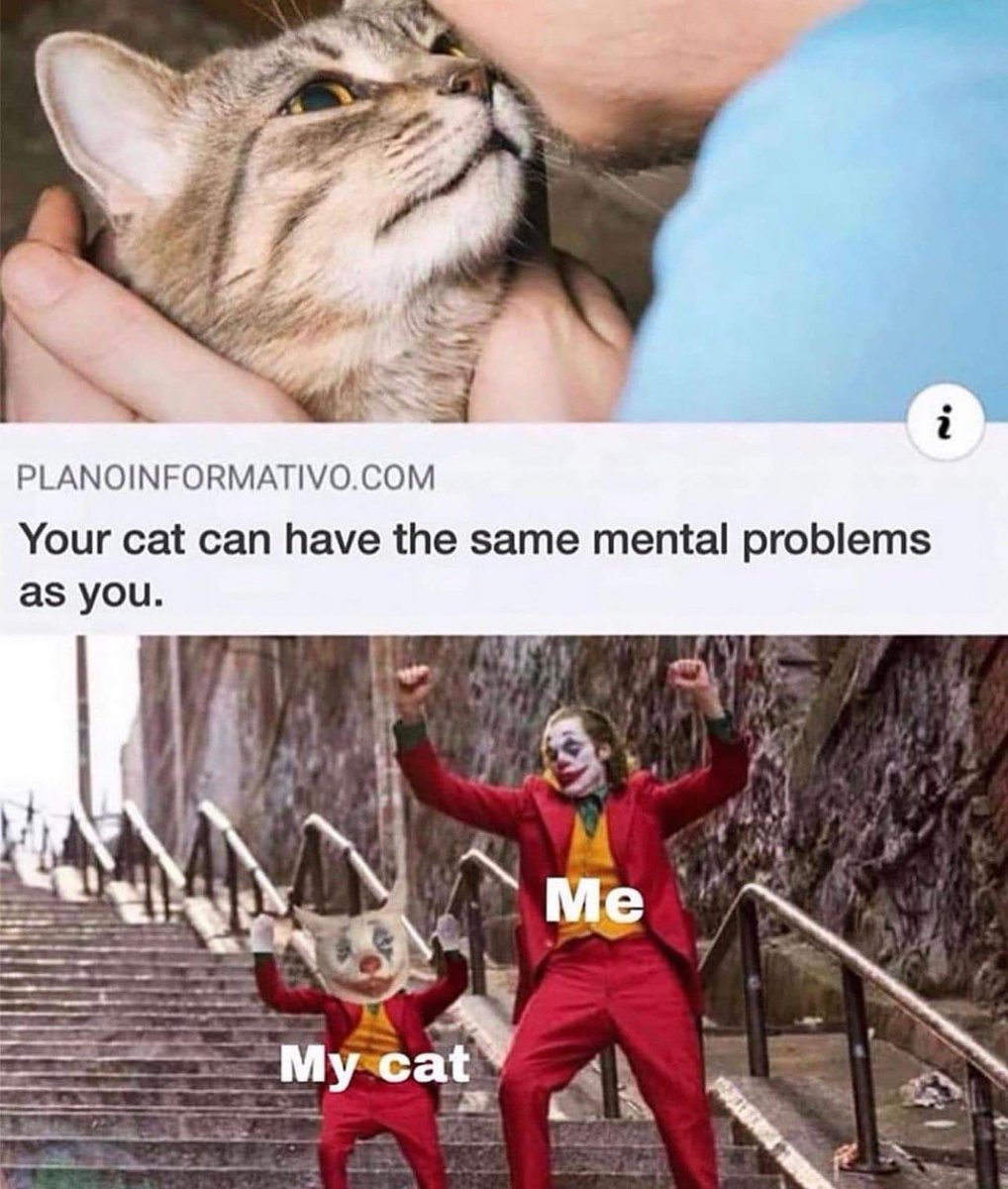 gingercatdad's tweet photo. Accurate. https://t.co/6XnnSien0J