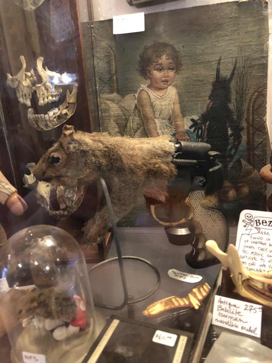 morgansilhavyy's tweet photo. squn (squirrel gun) https://t.co/TuepvH03TD