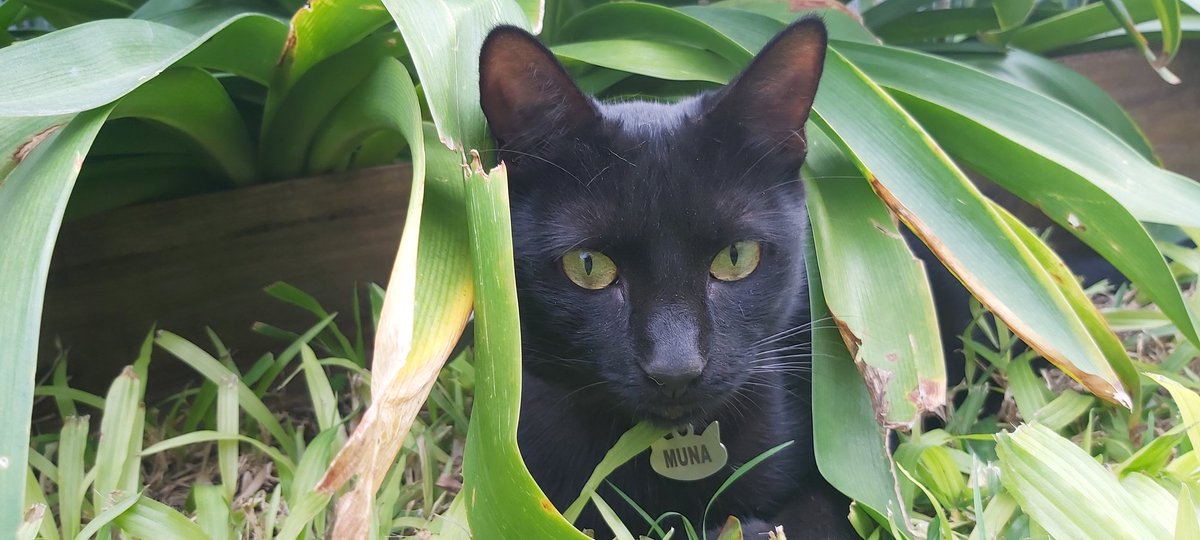 cintialu's tweet photo. #SabadoEnTN la hermosa panterita de la familia #MUNA 🐈‍⬛❤ https://t.co/mm66zRojOu