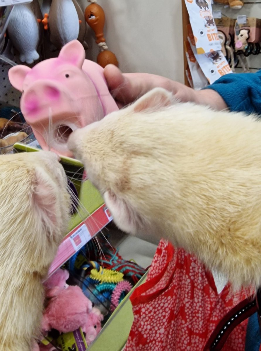 SuzanneSlade's tweet image. We took Rhubarb and Custard for a walk and they proved to be stars so we let them amble around the Pets at Home store for a look at toy and treat choices. #pah #petsAtHome