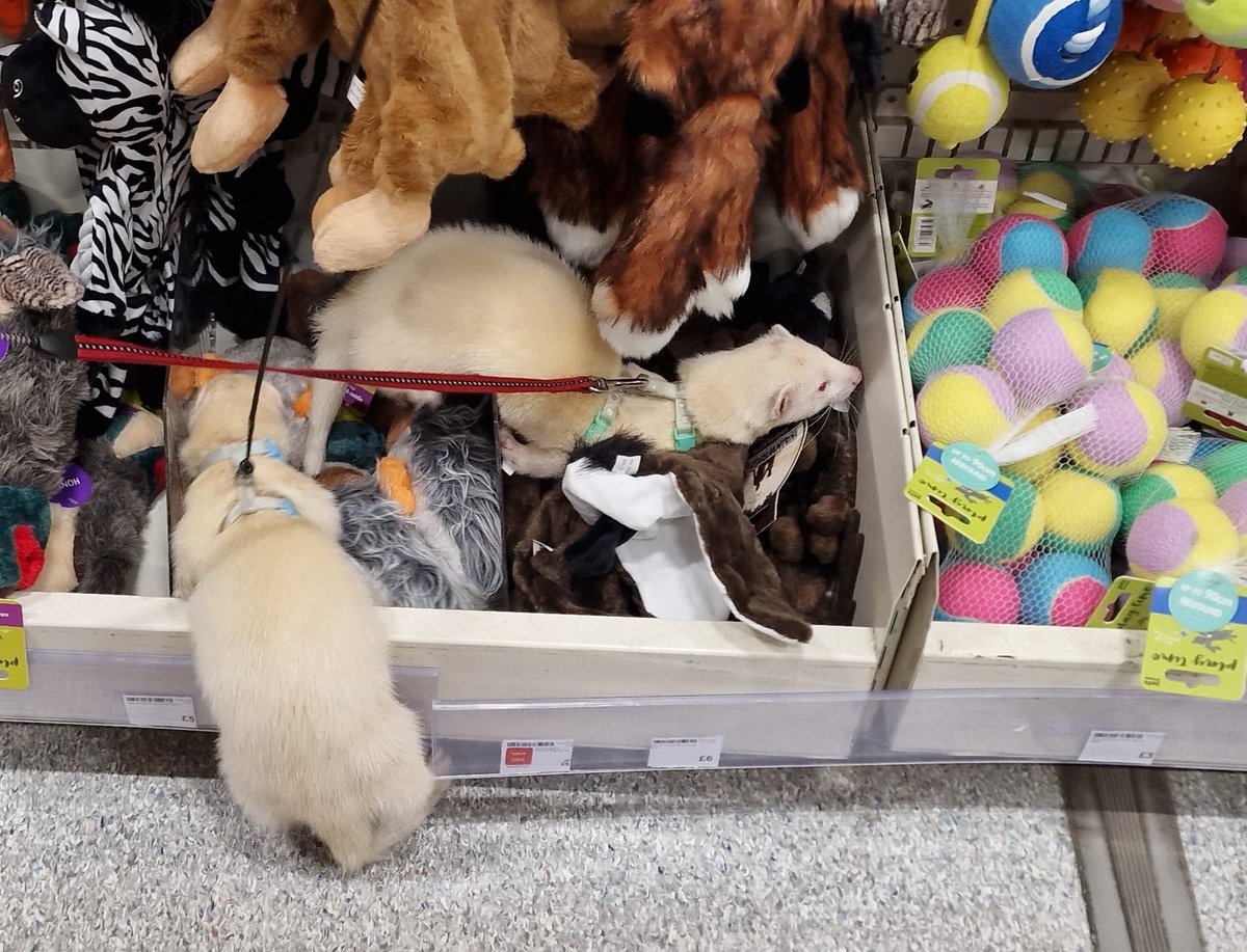 SuzanneSlade's tweet image. We took Rhubarb and Custard for a walk and they proved to be stars so we let them amble around the Pets at Home store for a look at toy and treat choices. #pah #petsAtHome