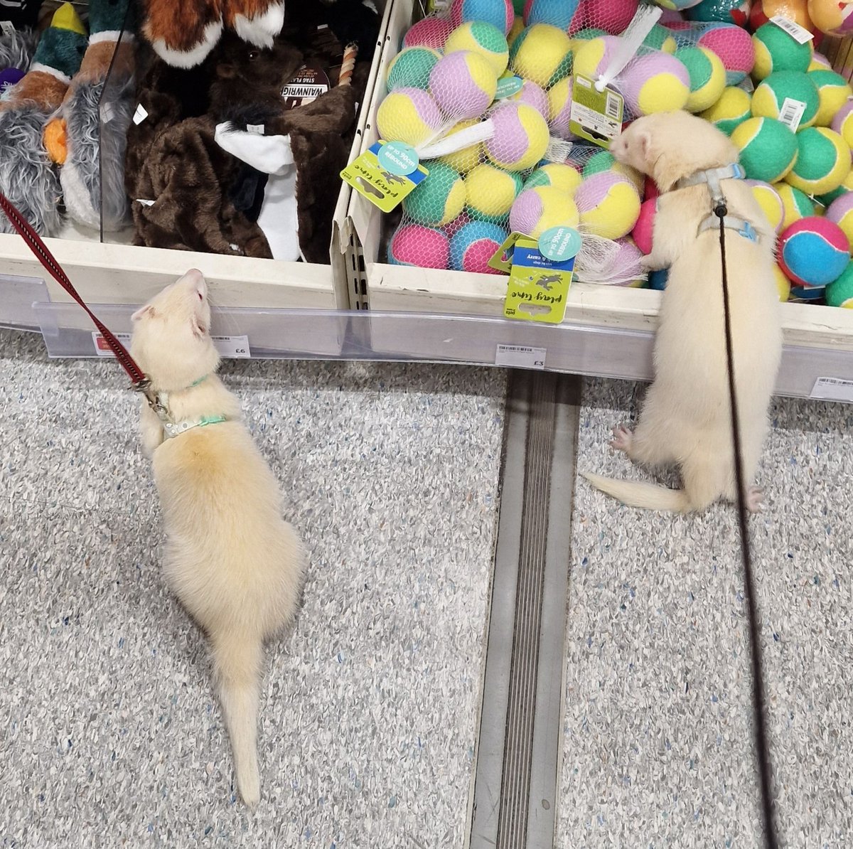 SuzanneSlade's tweet image. We took Rhubarb and Custard for a walk and they proved to be stars so we let them amble around the Pets at Home store for a look at toy and treat choices. #pah #petsAtHome