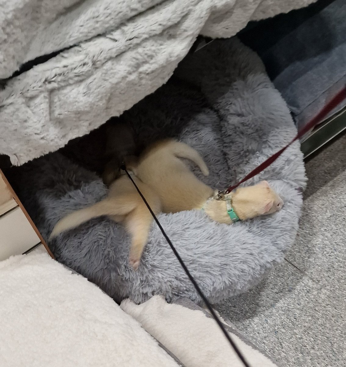 SuzanneSlade's tweet image. We took Rhubarb and Custard for a walk and they proved to be stars so we let them amble around the Pets at Home store for a look at toy and treat choices. #pah #petsAtHome