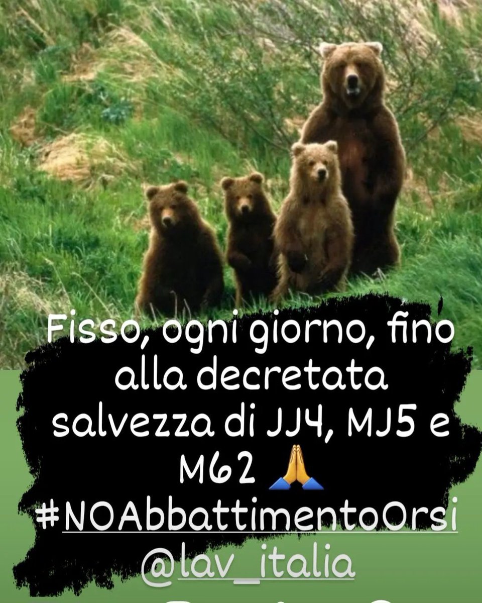 crossato67's tweet photo. #LibertaPerMammaOrsa
#NOAbbattimentoOrsi
#FugattiVergogna
#FugattiDimettiti
@LAVonlus https://t.co/j6px67XFKY