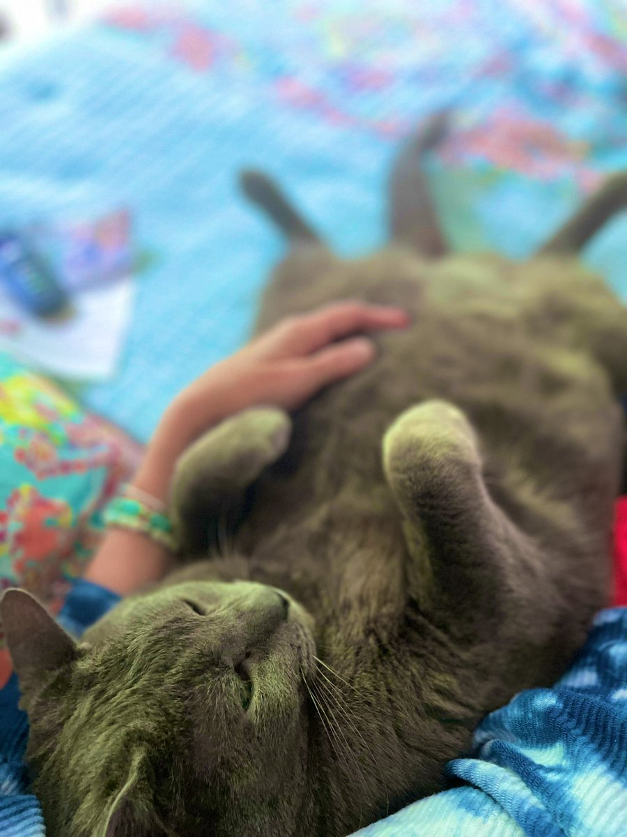 LoriThecatlady's tweet photo. He's got the rough life....🤗🐾 #thumpy https://t.co/pjErRAkfum