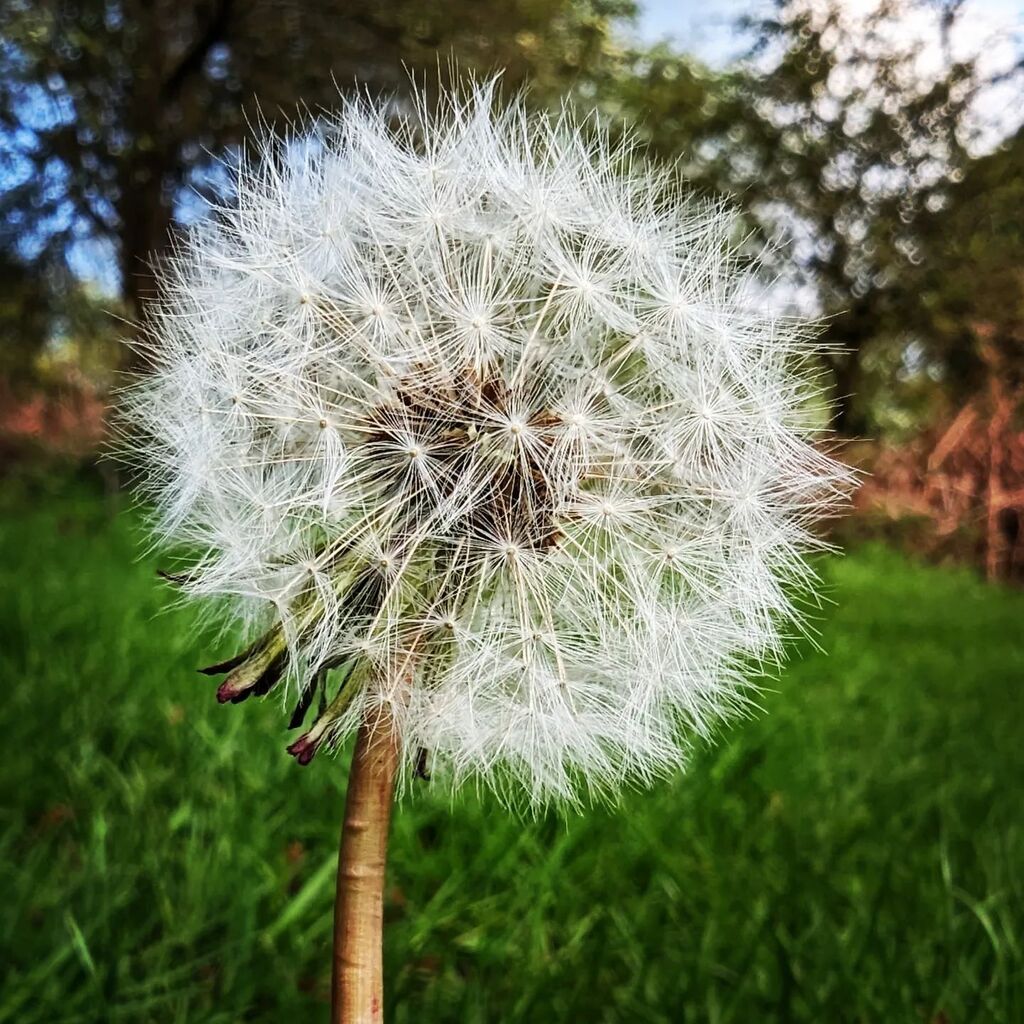 GKPhotography's tweet photo. Dandelion #macrophotography #pixel7pro #mobilephotography #naturephotography #nature https://t.co/dZ9iW4wdFm https://t.co/PUIHH0RIzM