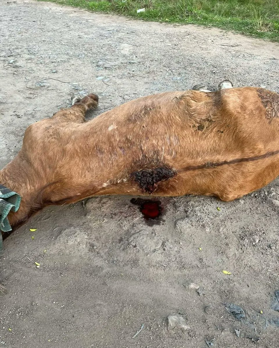 Hoy, en conmemoración de los derechos de los animales, en #MORENO este pobre caballo muere abandonado en plena via pública 😭
#BastaYa
❤️ Para #COLABORAR 🙌
voluntariosporloscaballos.org