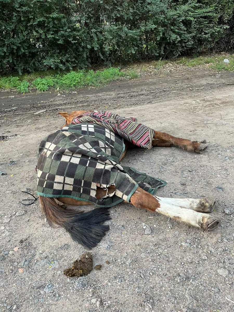 VPC🐎Voluntarios Por Los Caballos tweet media