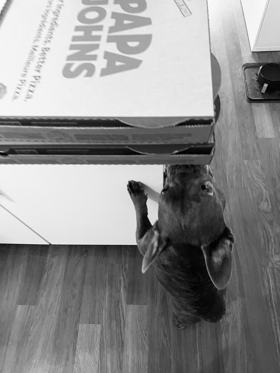 di gallo tweet media