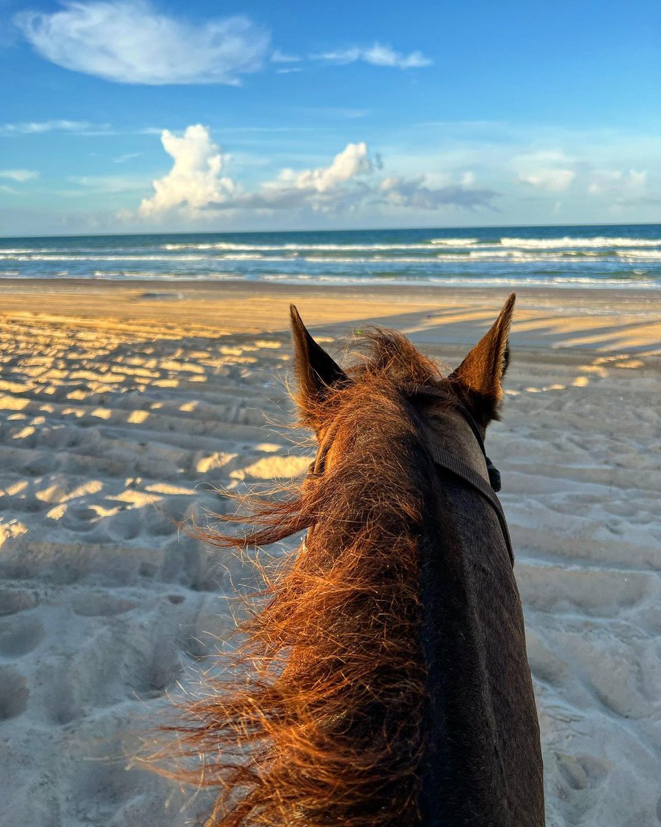 Let your luxurious mane flow in the wind🐴 Enjoy the unique experience of galloping across the sand on South Padre Island. Horseback riding is just one of the many amazing activities that make our island a tropical paradise. 

📸 : terieaw
#SoPadre #TexasBestBeach