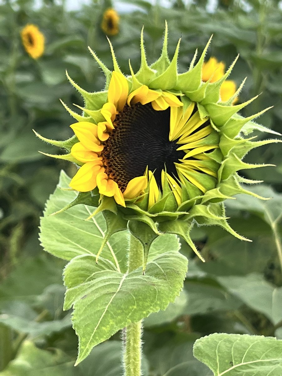 KTERR079's tweet photo. 😍🌻💛 Southern Hills Farm sunflowers. https://t.co/Lz7ek43Rxi