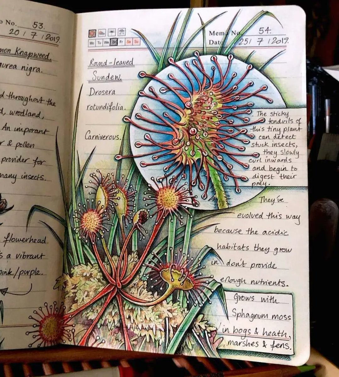 RincnCuriosoo's tweet photo. Este es el cuaderno de Jo Brown, una mujer que es bióloga y también artista. https://t.co/ihYvjoSoS1