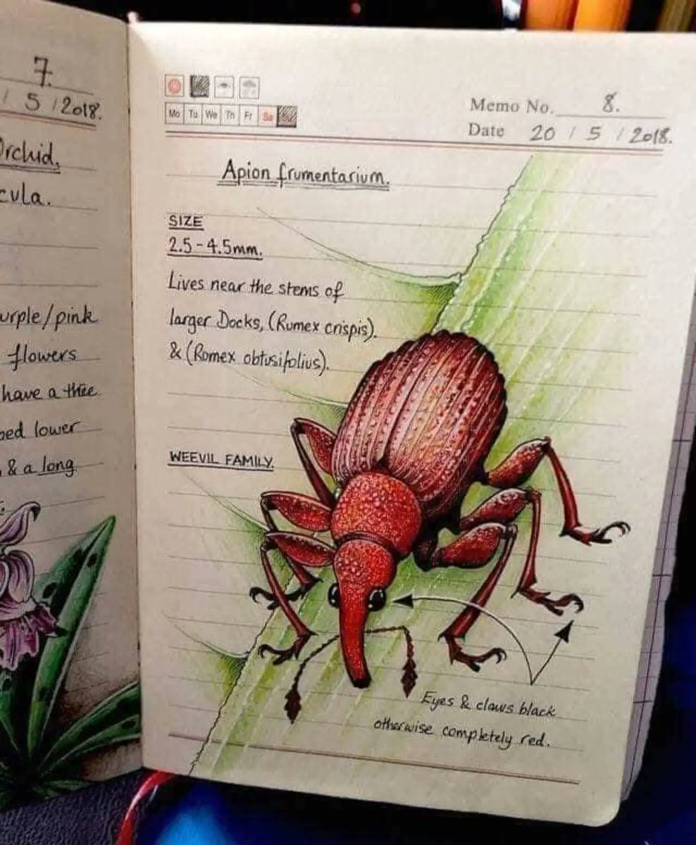 RincnCuriosoo's tweet photo. Este es el cuaderno de Jo Brown, una mujer que es bióloga y también artista. https://t.co/ihYvjoSoS1
