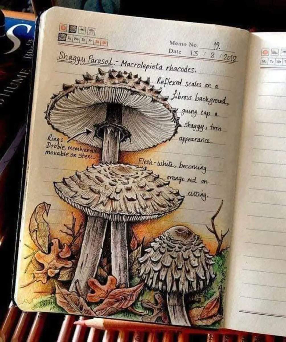 RincnCuriosoo's tweet photo. Este es el cuaderno de Jo Brown, una mujer que es bióloga y también artista. https://t.co/ihYvjoSoS1