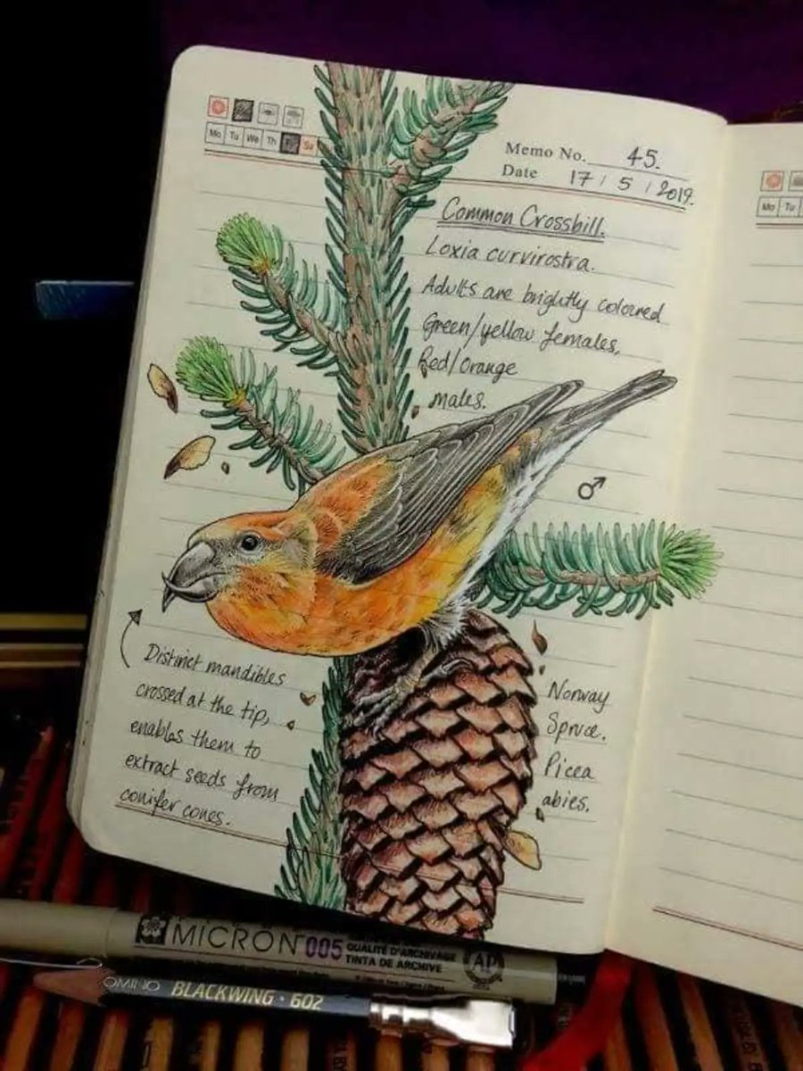 RincnCuriosoo's tweet photo. Este es el cuaderno de Jo Brown, una mujer que es bióloga y también artista. https://t.co/ihYvjoSoS1
