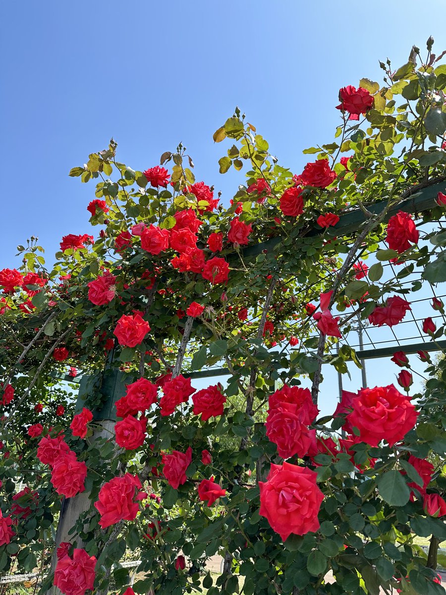 iwa1122rose's tweet photo. 薔薇は「アンクルウォルター」🌹
( Rose Uncle Walter )
素敵な一日を🌹🍀🌿
Have a good day ♪
#UncleWalter https://t.co/pYkzNIhz77