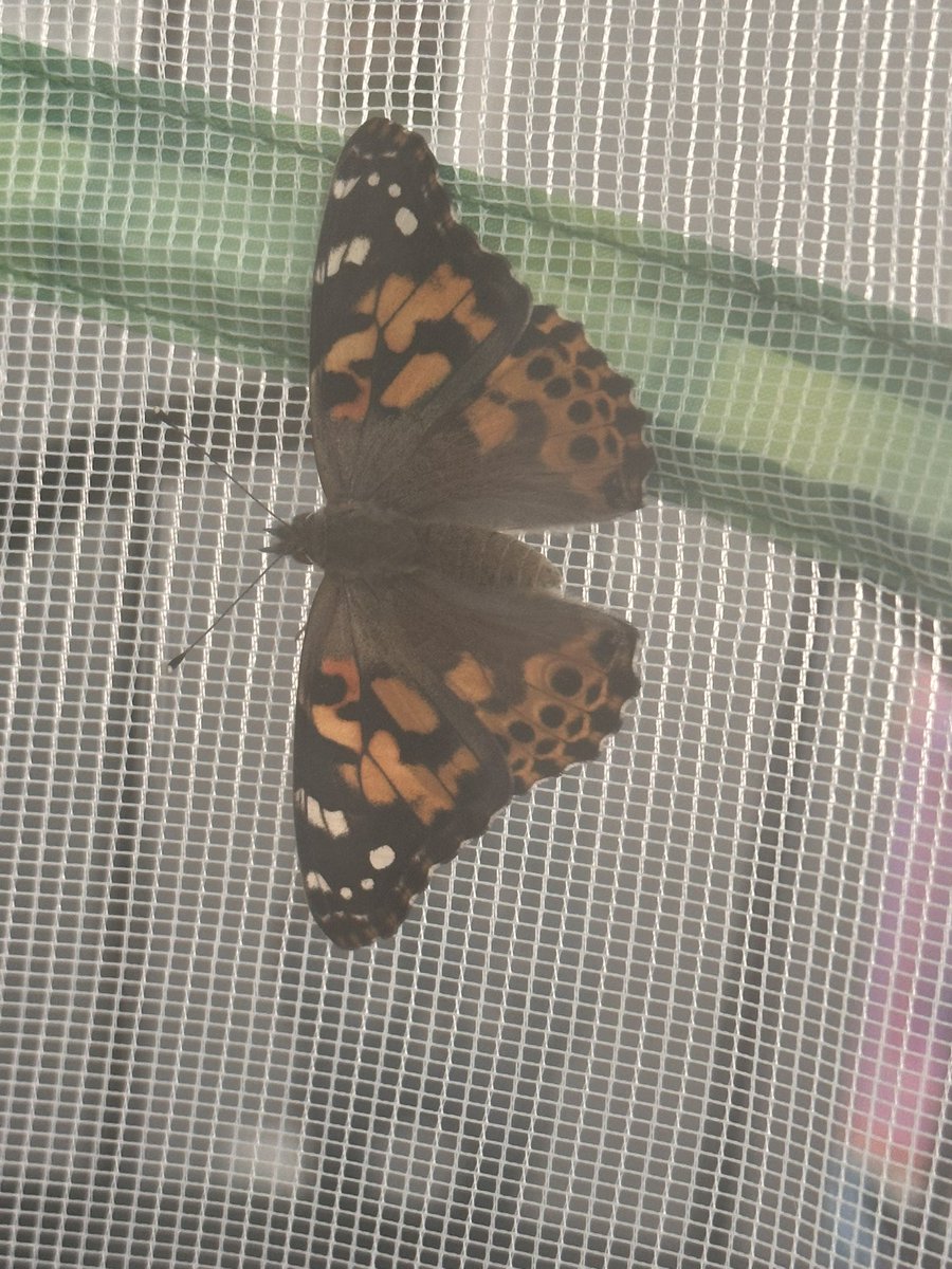 MrsMessina_SPED's tweet photo. Within a very short time we now have 9 out of 10 butterflies that have came out of their cocoons! Still waiting on one late bloomer! With my one camera, I was able to get one coming out of the cocoon! Nature is amazing!! 🦋 https://t.co/2ypa7vRbAm