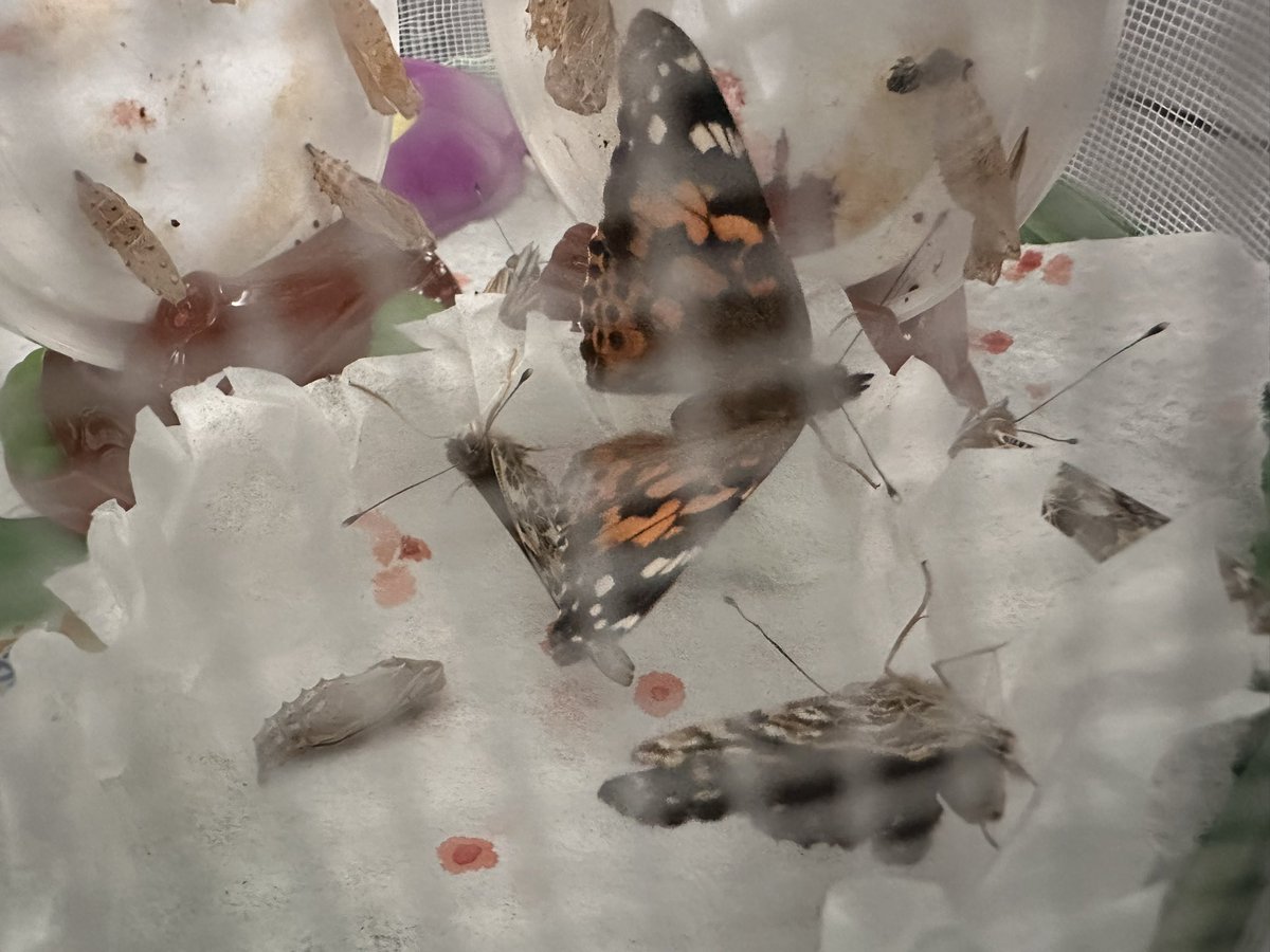 MrsMessina_SPED's tweet photo. Within a very short time we now have 9 out of 10 butterflies that have came out of their cocoons! Still waiting on one late bloomer! With my one camera, I was able to get one coming out of the cocoon! Nature is amazing!! 🦋 https://t.co/2ypa7vRbAm