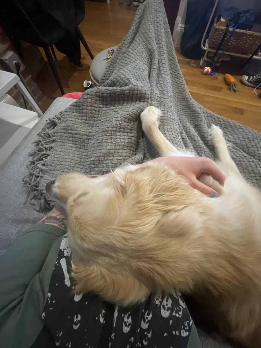 nylorac666's tweet photo. I’ve returned to Twitter after a multiple month hiatus to report that all I care about now is cuddling my dog https://t.co/V3KOj5R5UQ