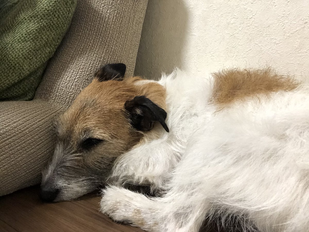 tk7575erh's tweet photo. GWは寝て過ごす🐶 https://t.co/pbNcguTPZ5