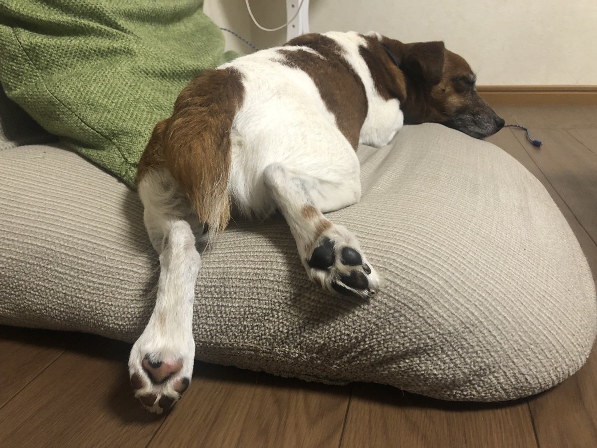 tk7575erh's tweet photo. GWは寝て過ごす🐶 https://t.co/pbNcguTPZ5