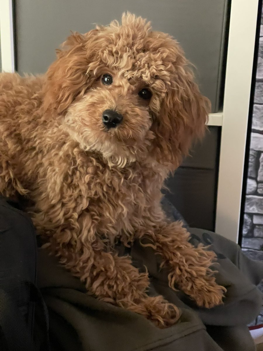 LeeAveriss's tweet photo. @xLeaahh My little Poppy https://t.co/Qgg7NhfRUT