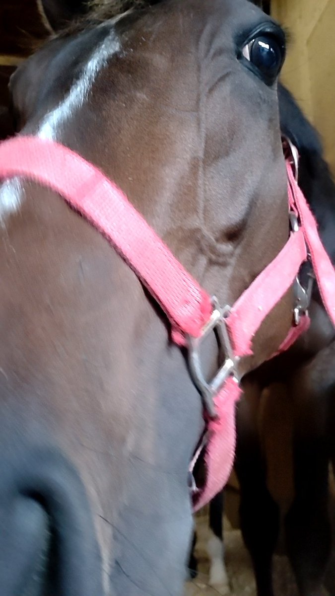 BeppuStable's tweet photo. ４月２９日(祝土)高知競馬場第７Ｒ  #ニシケンリターン で倉兼騎手通算  #２１００勝 達成おめでとうございます🎉
 #高知競馬場  #別府真司厩舎  #ニシケンリターン https://t.co/Hahhog1C0w