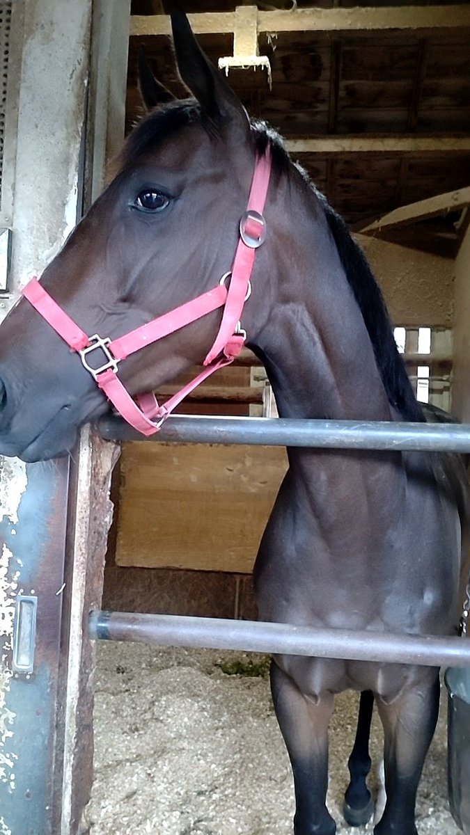 BeppuStable's tweet photo. ４月２９日(祝土)高知競馬場第７Ｒ  #ニシケンリターン で倉兼騎手通算  #２１００勝 達成おめでとうございます🎉
 #高知競馬場  #別府真司厩舎  #ニシケンリターン https://t.co/Hahhog1C0w