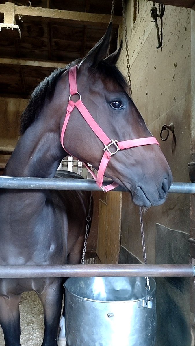 BeppuStable's tweet photo. ４月２９日(祝土)高知競馬場第７Ｒ  #ニシケンリターン で倉兼騎手通算  #２１００勝 達成おめでとうございます🎉
 #高知競馬場  #別府真司厩舎  #ニシケンリターン https://t.co/Hahhog1C0w